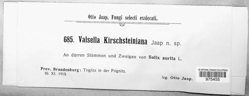 Valsella kirschsteiniana image